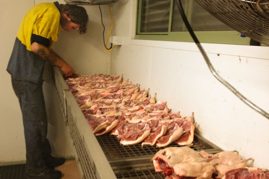 A rack of muttonbird carcases drying