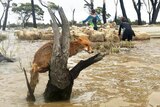 A herd of sheep is loaded onto a dinghy in floodwaters with a fox sitting on a tree stump in the foreground.