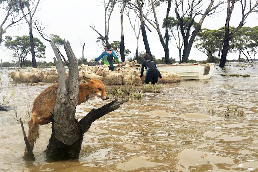 A herd of sheep is loaded onto a dinghy in floodwaters with a fox sitting on a tree stump in the foreground.