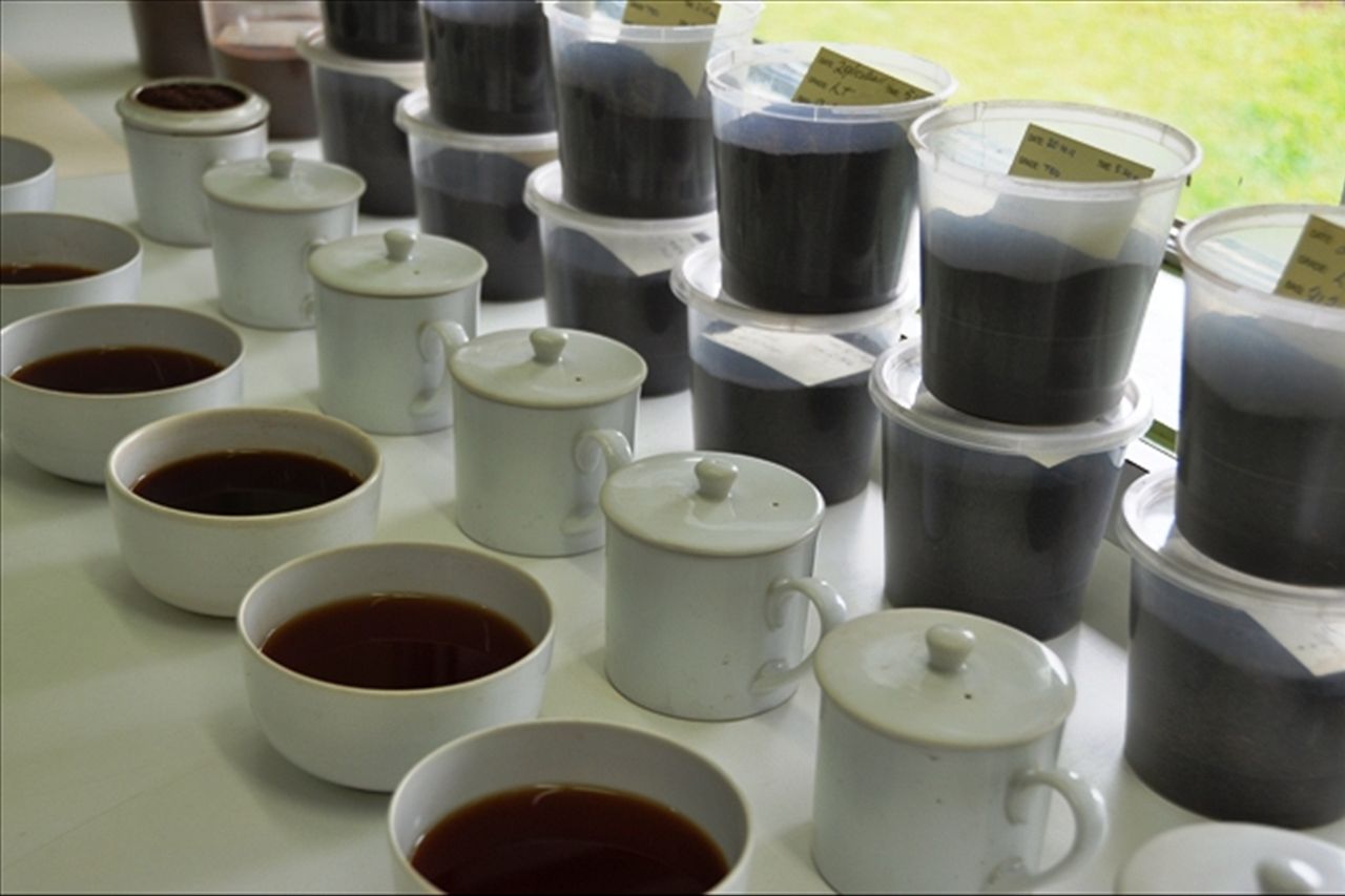 'Rain, sun and love' make Tableland tea a top notch drop - ABC News