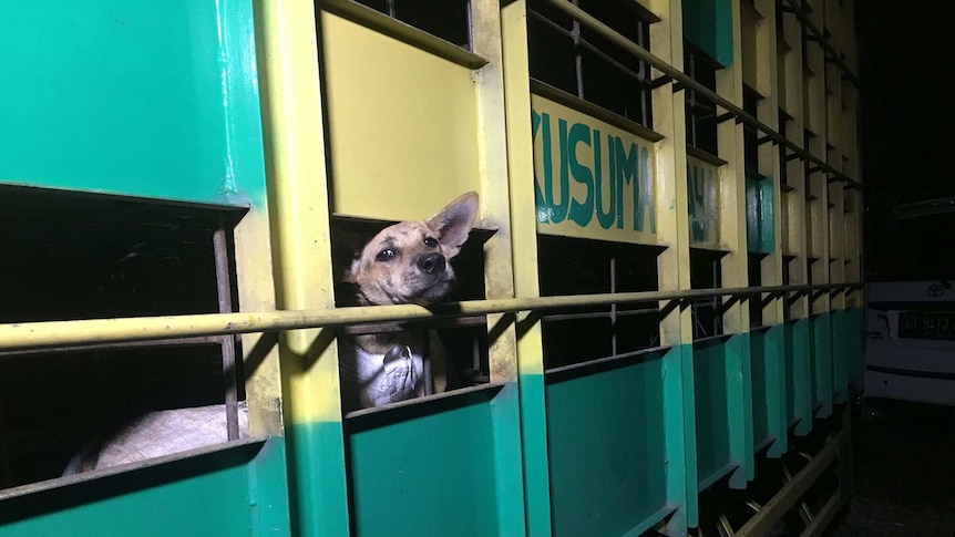 A dog peers out between bars in a large metal crate.