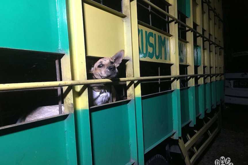 A dog peers out between bars in a large metal crate.