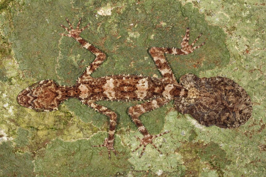 Cape Melville leaf-tailed gecko