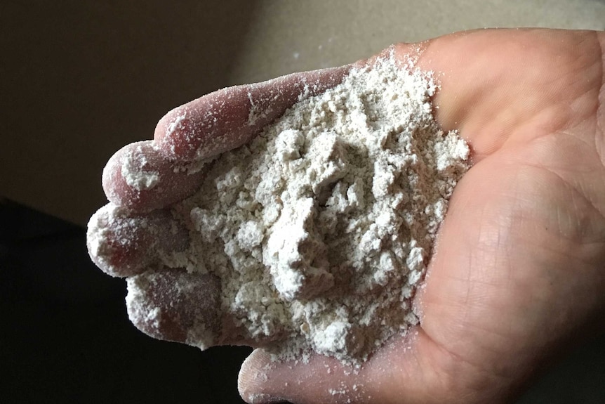 two hands hold flour and spelt wheat grain