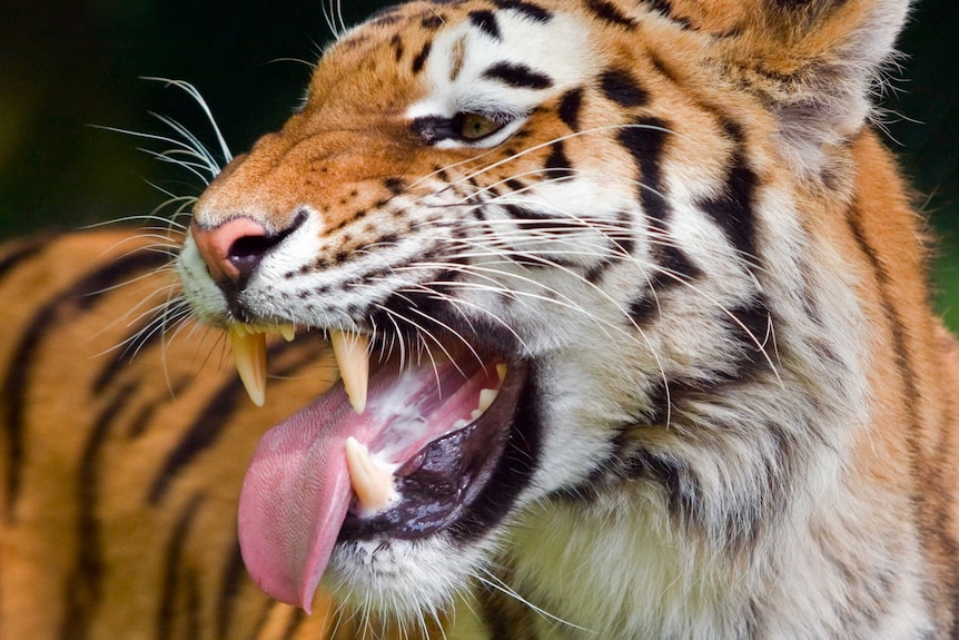 Panting tiger.