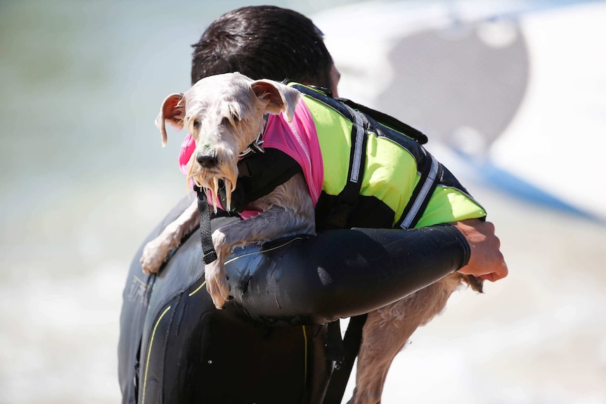 Surf City surf dog contest
