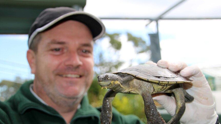 Taronga zookeeper Adam Skidmore with a Bellinger River Snapping Turtle