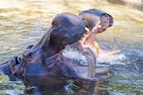 Two hippos in the water with mouths wide open.