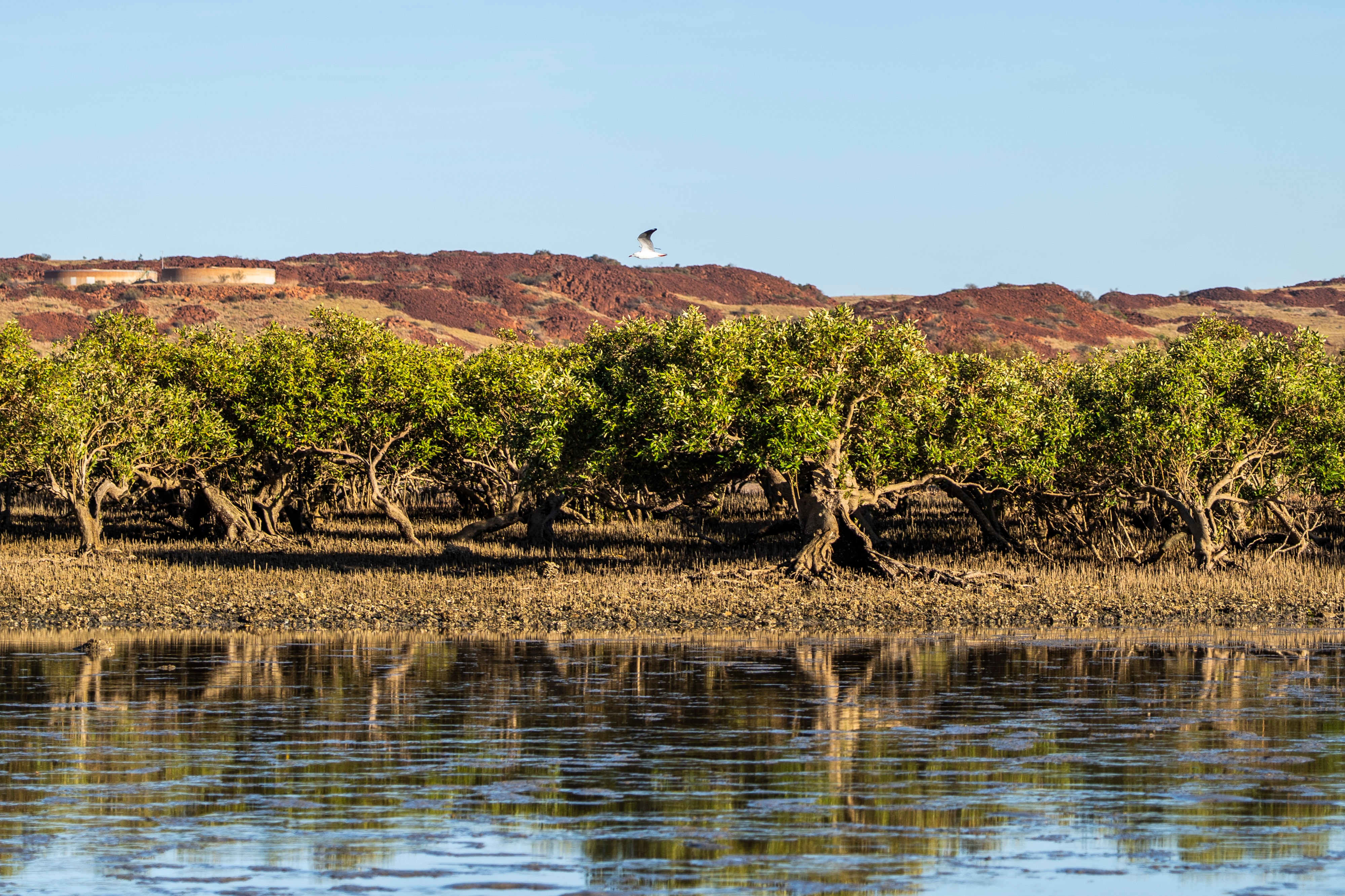 Água e manguezais com colinas vermelhas ao fundo enquanto um pássaro voa acima.