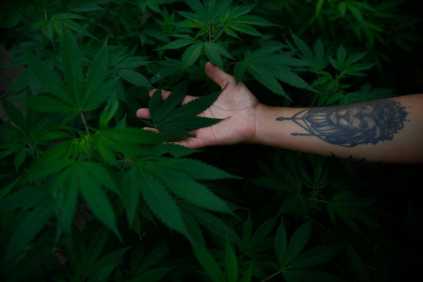 A tattooed arm touches marijuana leaves
