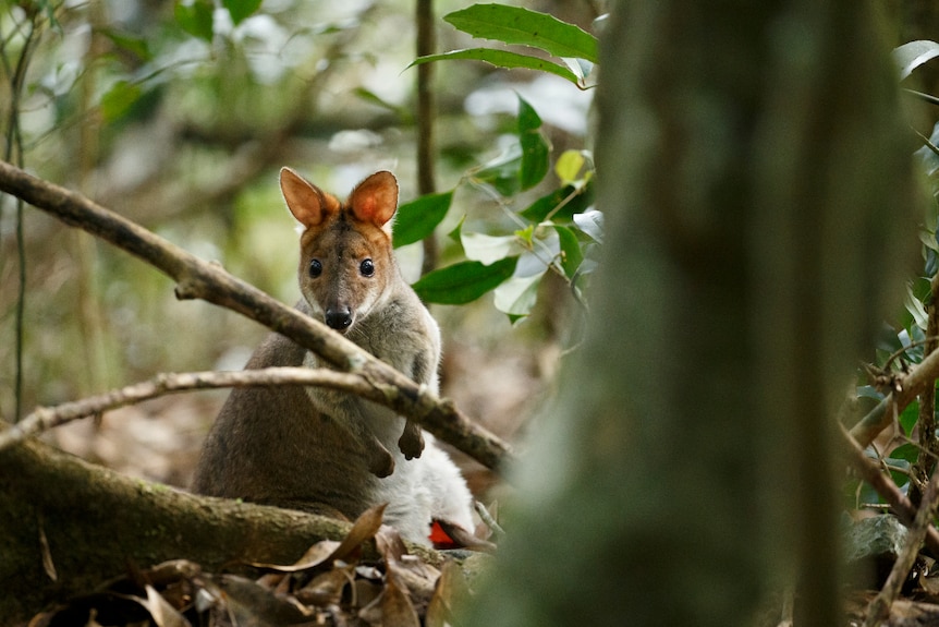 A red-legged pademelon female with young in pouch at Mt Glorious.