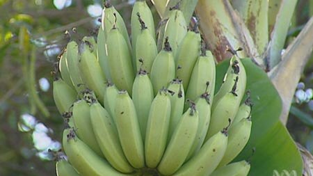 Earlier this year cyclone Larry devastated banana plantations in Queensland, which supply 85 per cent of national demand.