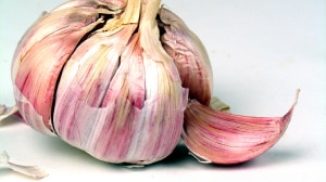 A bulb of garlic
