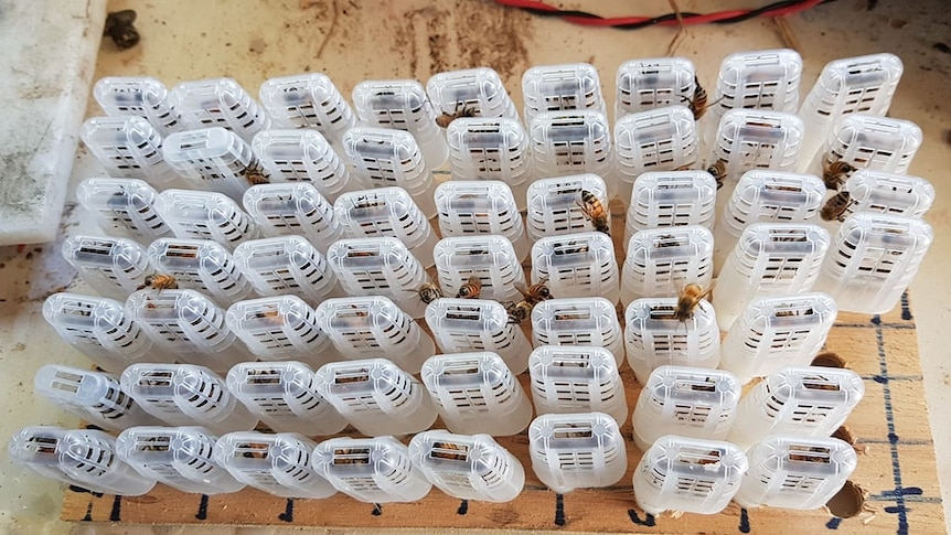 Scores of small plastic cages containing queen bees.