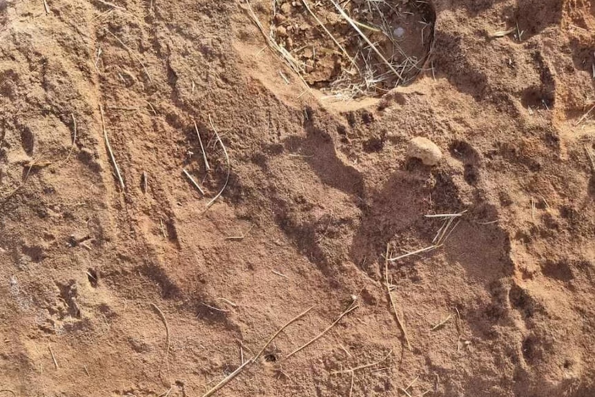 Fossilized footprints in rock.