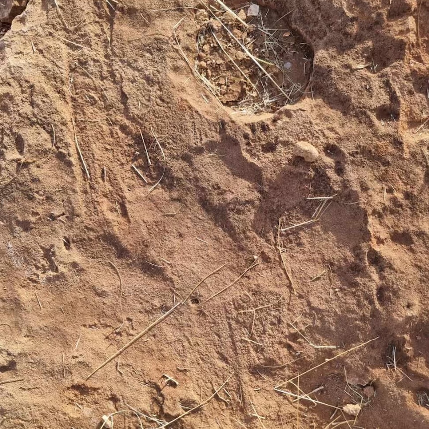 Fossilized footprints in rock.