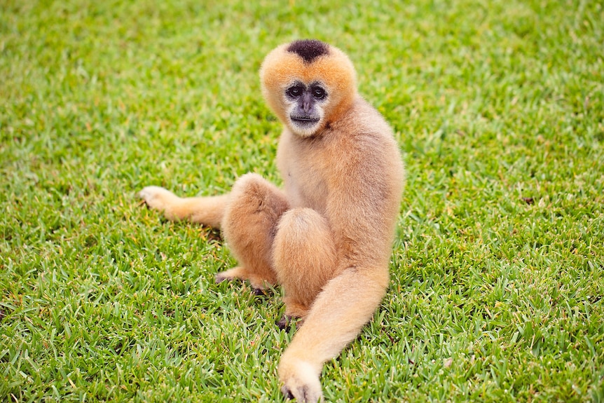 Fluffy blonde-colored primate sitting on grass