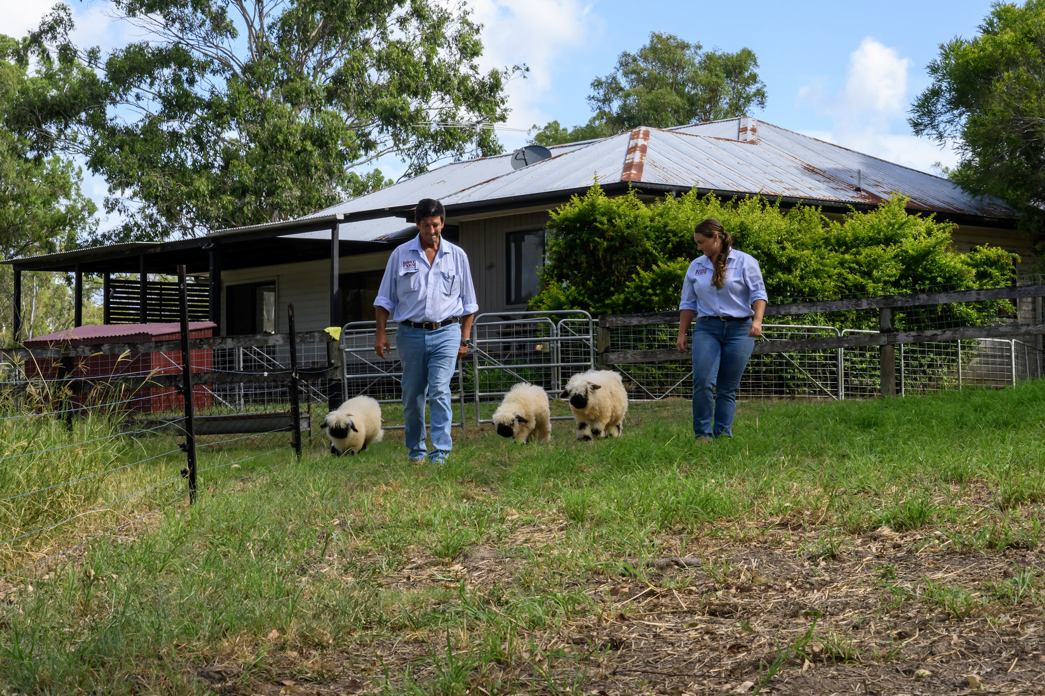 a man and a woman walk with three white sheep in grass
