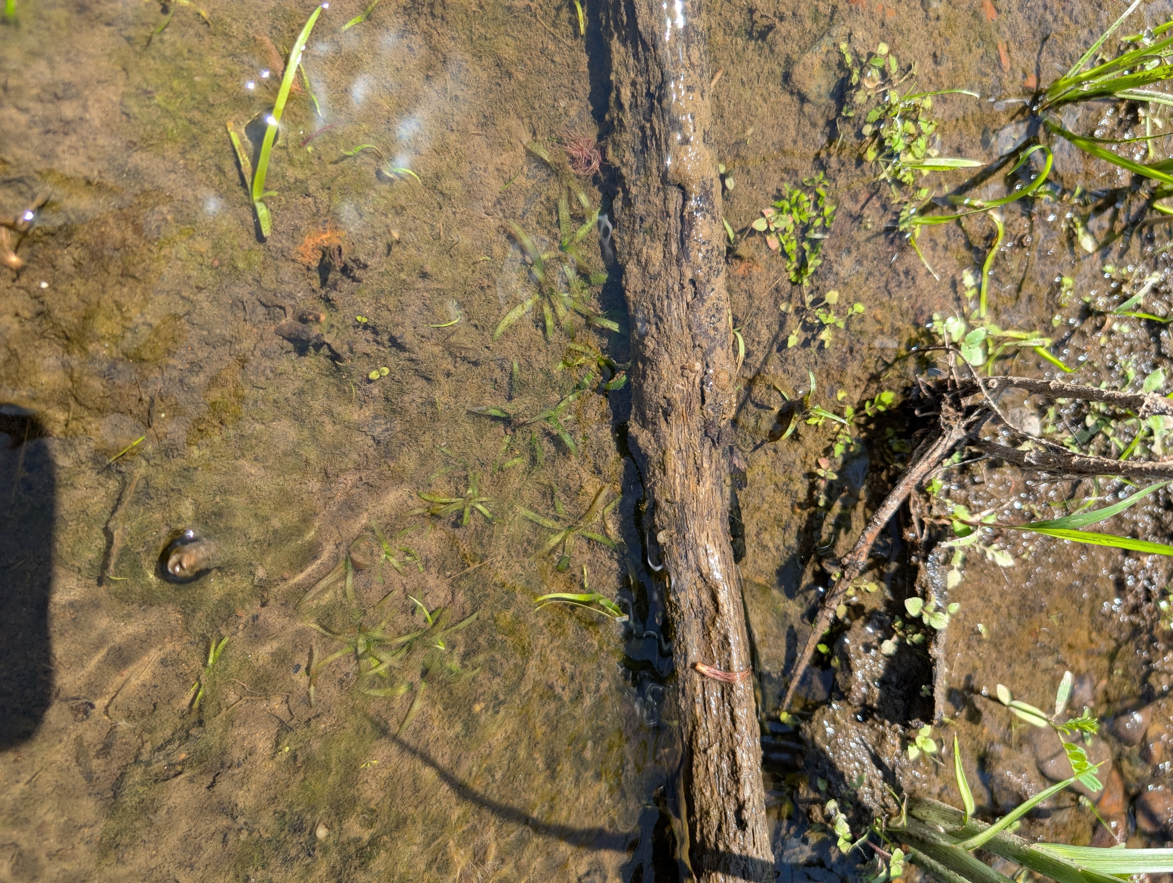 Pequeños mechones de hierba en aguas poco profundas.