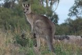 A kangaroo in bushland with an arrow in its rump.