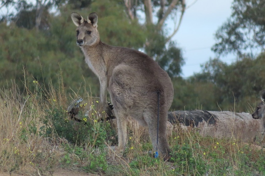 A kangaroo in bushland with an arrow in its rump.
