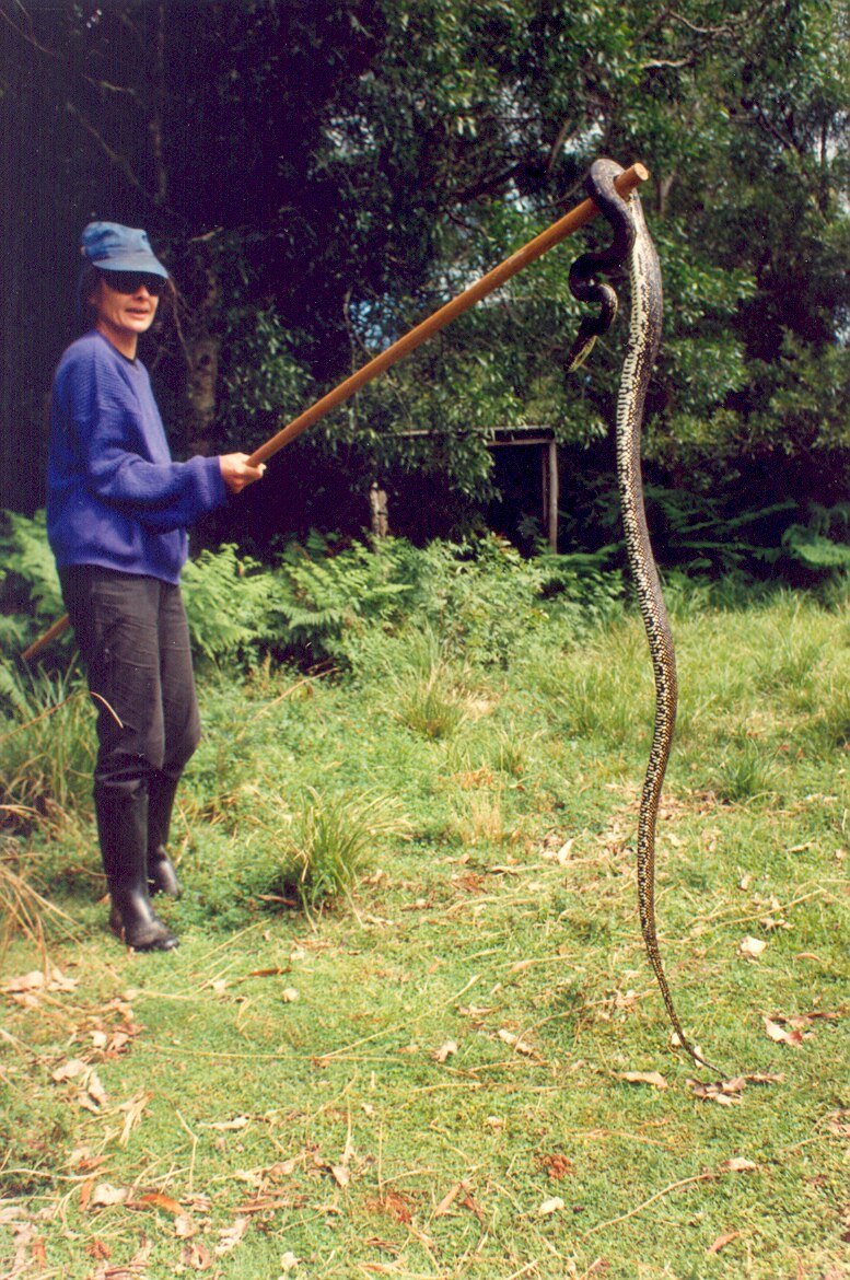 Medium colour archive shot of a woman holding a large snake on the end of a stick.