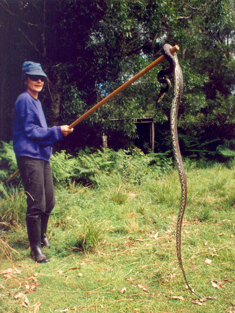 Medium colour archive shot of a woman holding a large snake on the end of a stick.