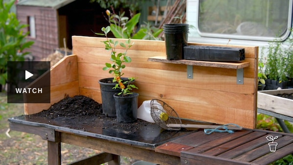 Wooden timber bench trolley with plants and potting mix on work bench. Has Video