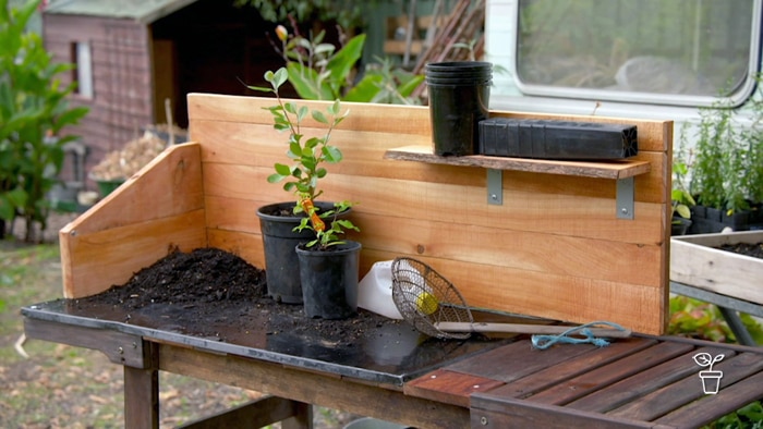 Wooden timber bench trolley with plants and potting mix on work bench