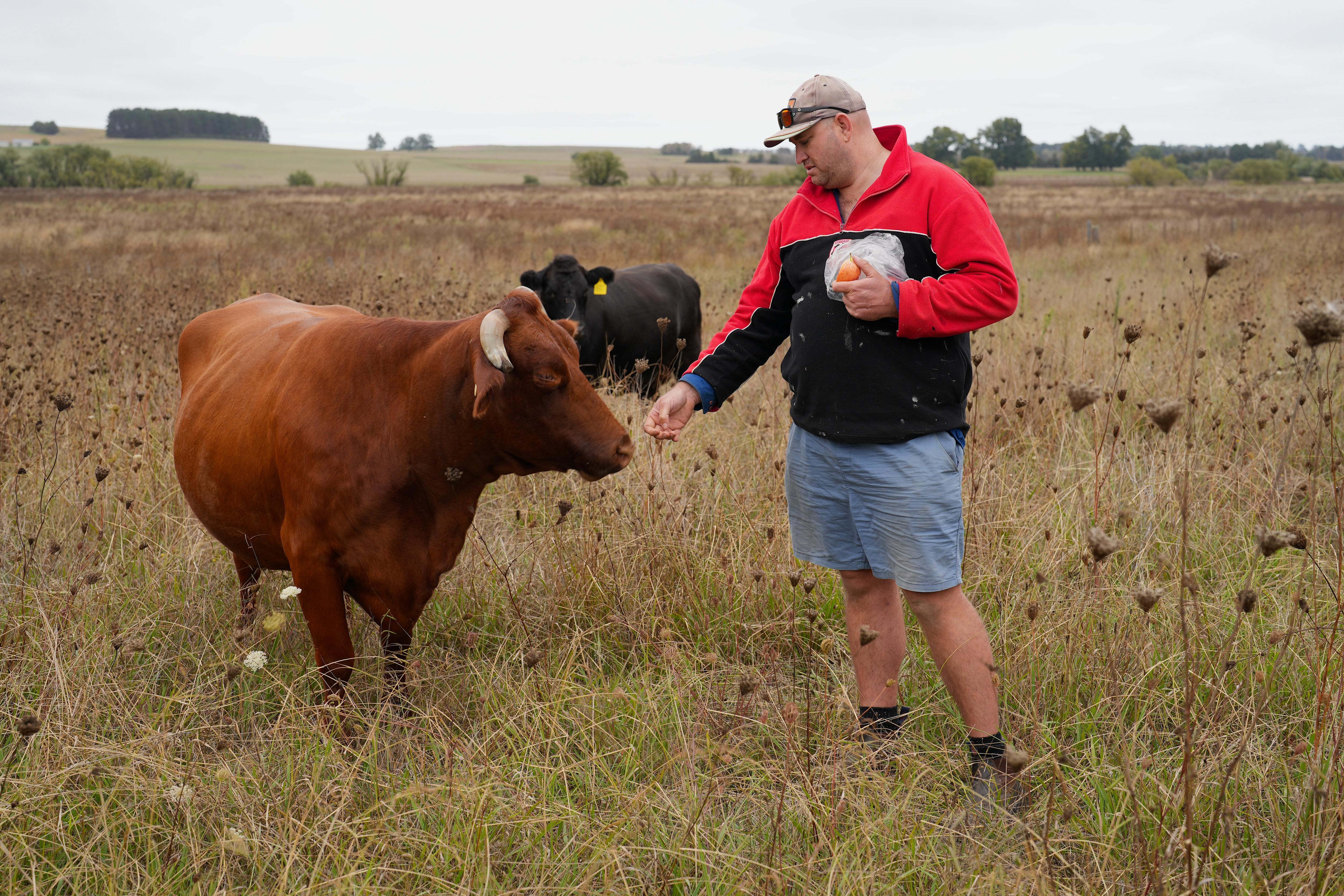 Rohan Dawson stands in a field with a cow.