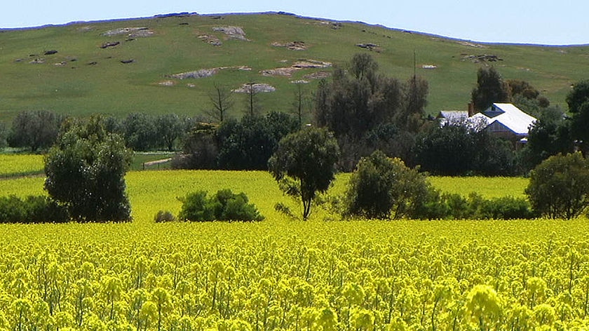 Canola field