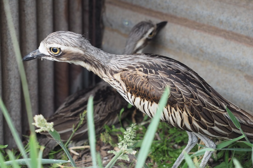 Two birds with brown and cream feathers, big yellow eyes and long skinny legs.