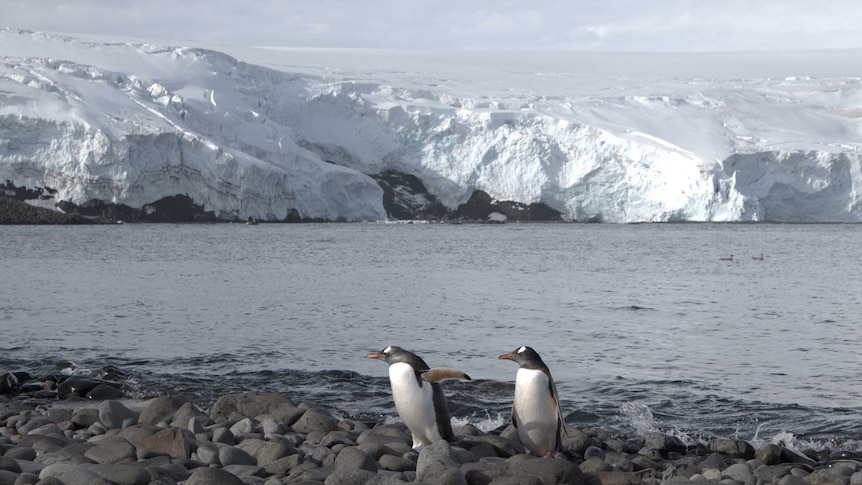 Antarctica - penguins at Collins Glacier