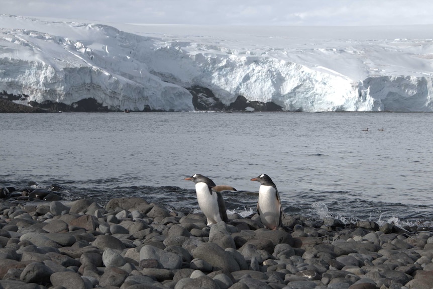 Antarctica - penguins at Collins Glacier