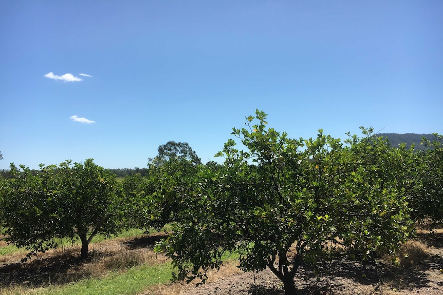 lime orchard.JPG