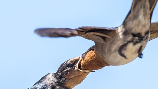 A mother swallow feeds its chick by placing food in the baby's mouth