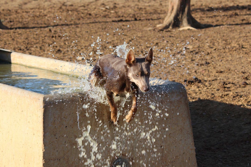 One of Tracey's working dogs jumping out of a trough.
