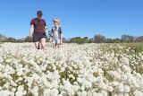 Two tourists wandering through white everlasting daisies.