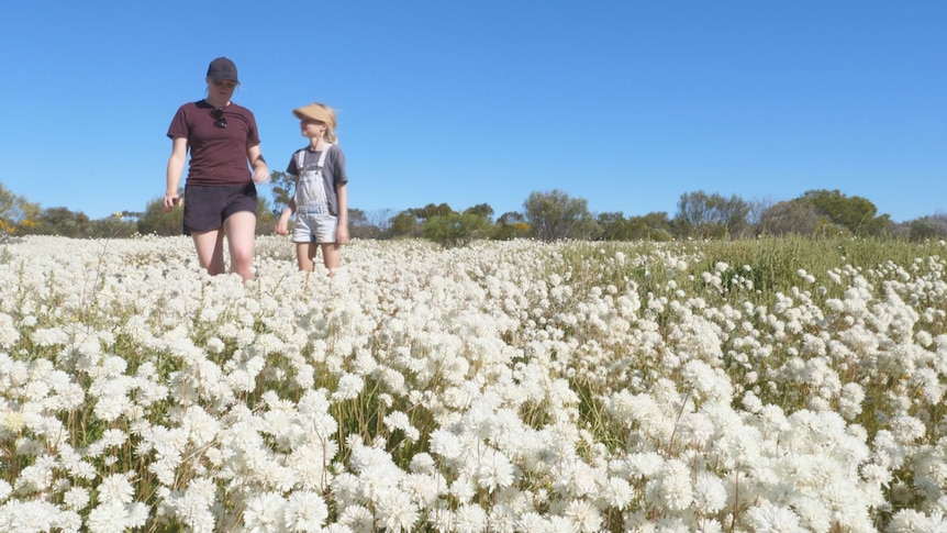 Two tourists wandering through white everlasting daisies.