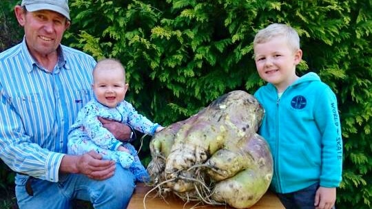 A man and two young children with a giant turnip