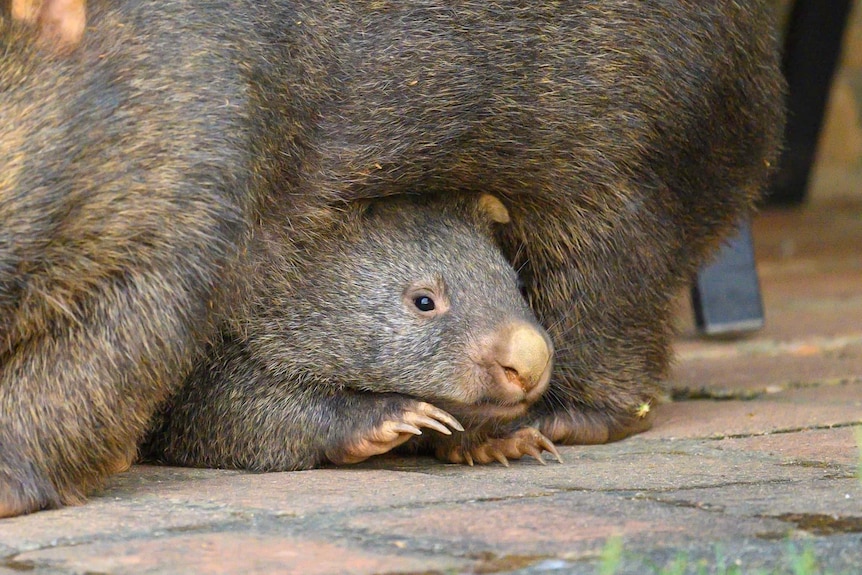 Healthy juvenile wombat underneath a parent.