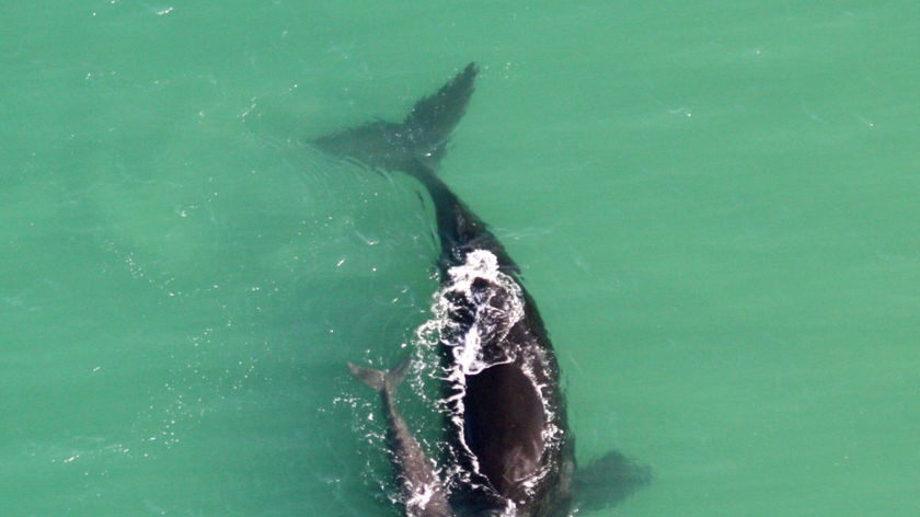 A Southern Right Whale with calf spotted off Tasmania's east coast in 2009.