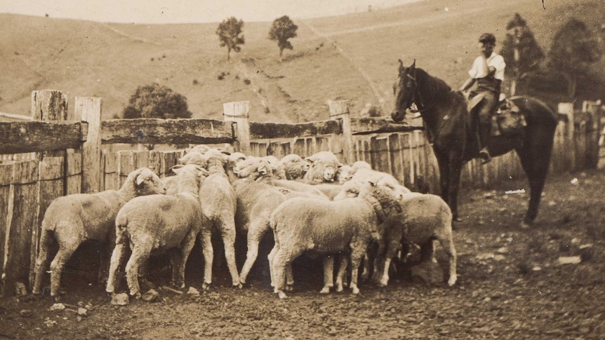 Historic black and white photo of a herd of sheep on a farm tended by a man on a horse.