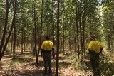 Foresters standing in a plantation on the Tiwi Islands.