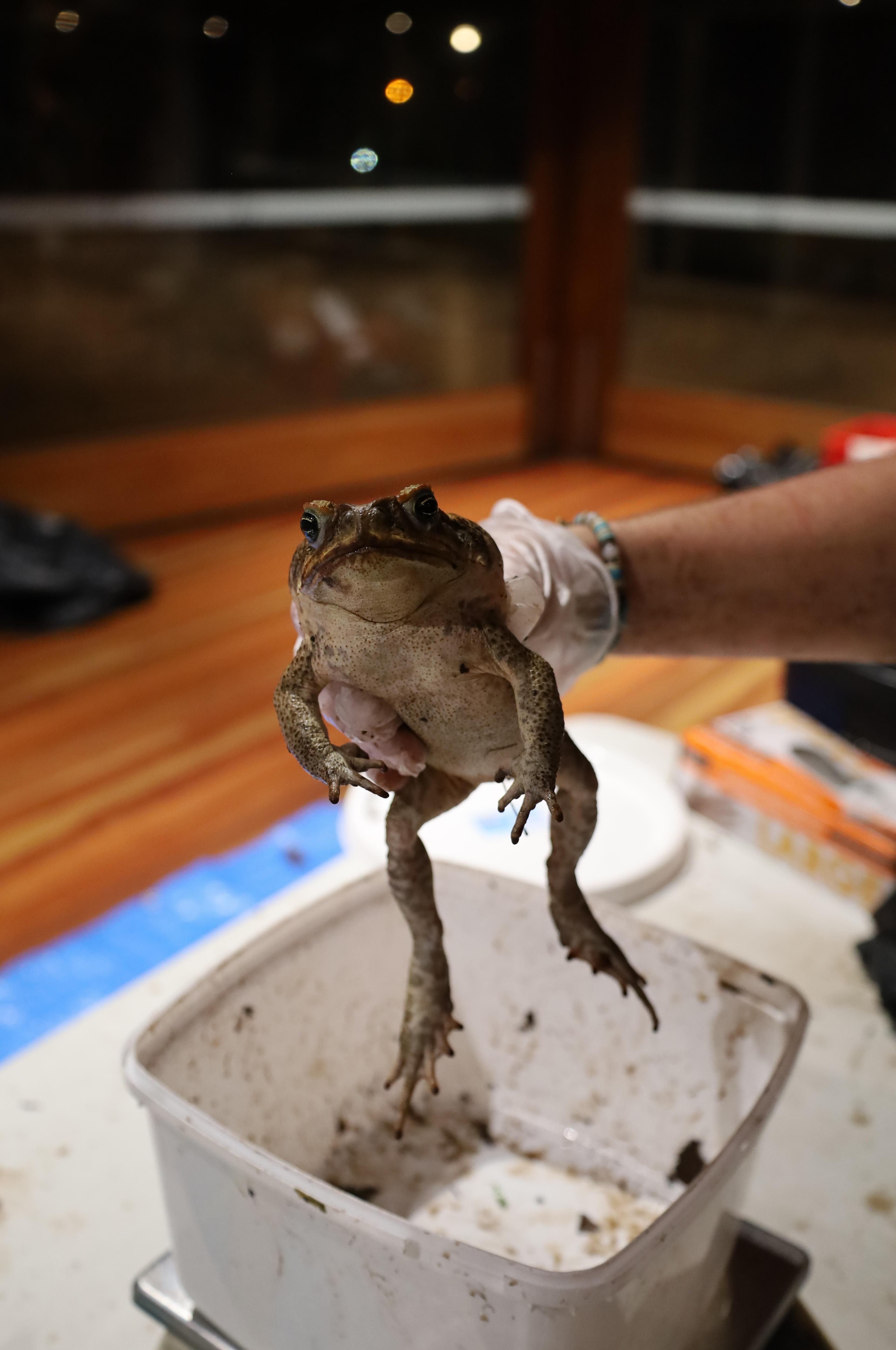 Um sapo-cururu muito grande segurado por uma pessoa usando luvas de plástico, dentro de uma sala.