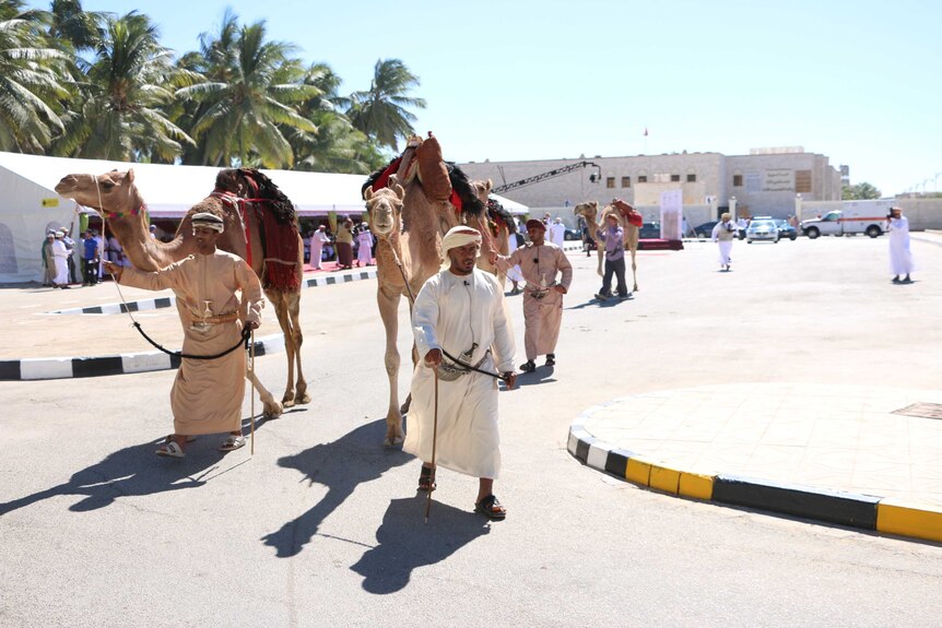 Omani colleagues of British explorer Mark Evans prepare camels for his expedition.