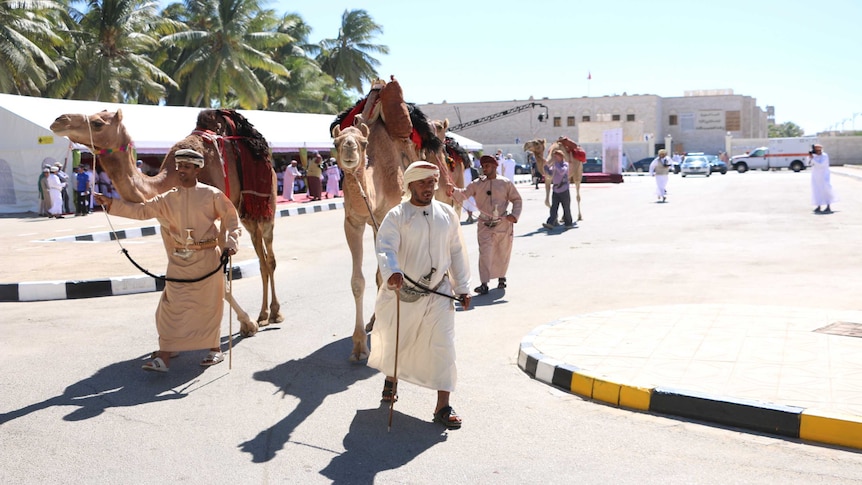 Omani colleagues of British explorer Mark Evans prepare camels for his expedition.