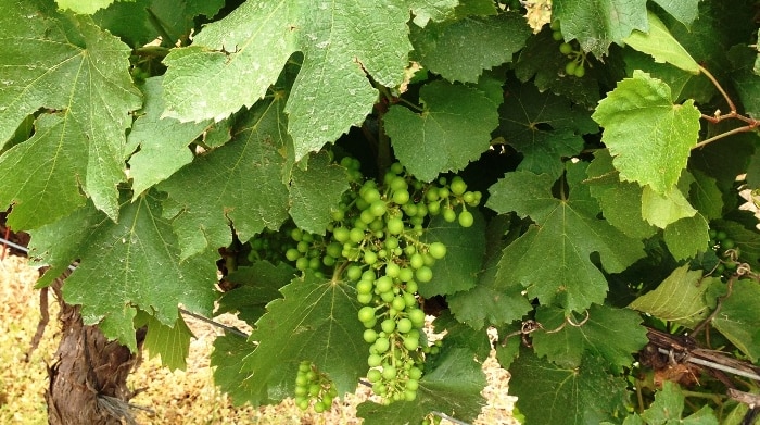 Ripening chardonnay grapes