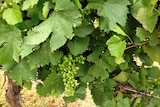 Climate change report points to early ripening of grape crops and lower yields if temperatures rise.