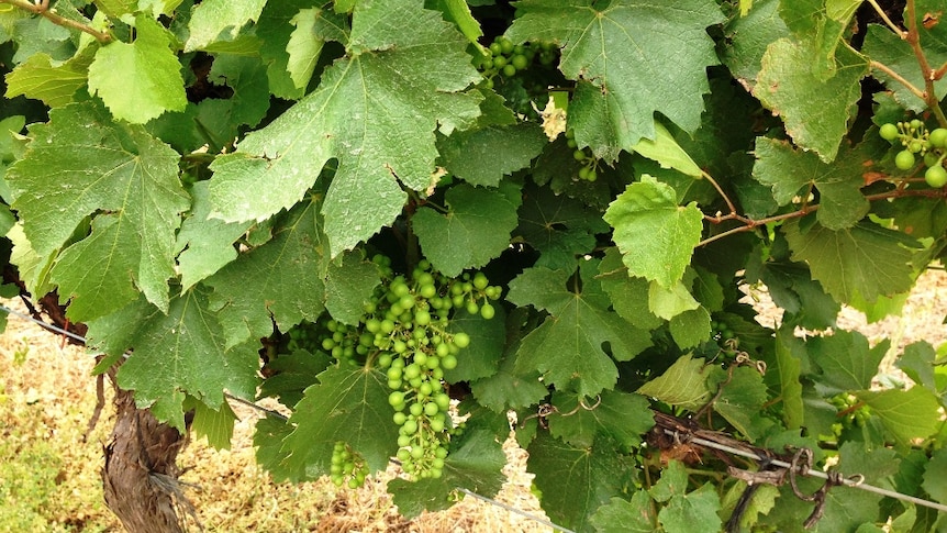 Wine grapes develop on the vine